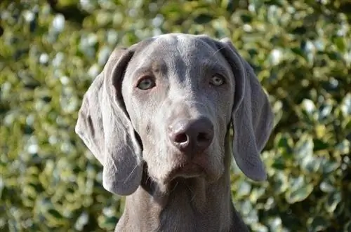 weimaraner