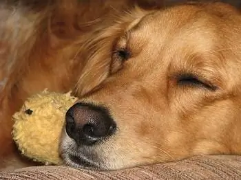 2023'te Golden Retrieverler için En İyi 7 Köpek Yatağı – İncelemeler & En Çok Talep