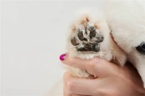 limpiar la pata del perro después de cortar el pelo y la pedicura