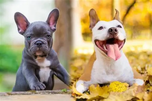 American Bulldog & French Bulldog Mix: info, bilder, fakta