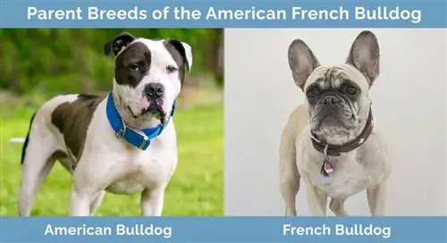 Razze parentali del Bulldog francese americano