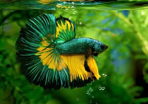 Ikan laga Siam pelbagai warna(Rosetail)(setengah bulan), ikan laga, Betta splendens, pada latar belakang alam semula jadi