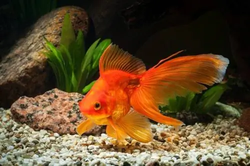 Fantail Goldfish: Képek, gondozási útmutató, fajták, élettartam & Tovább