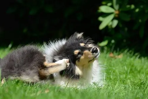 Köpek Derisi Alerjileri için 9 Doğal Ev Tedavisi & Kaşıntı (Uzman İpuçları)