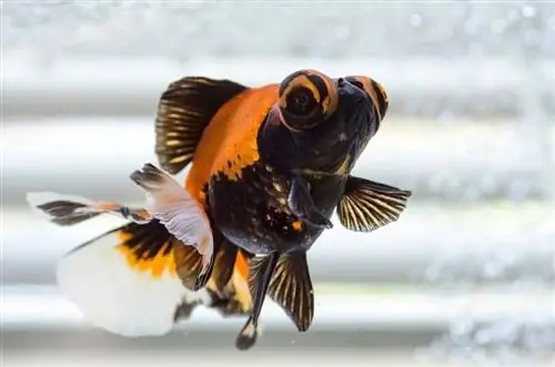 Butterfly Goldfish: Imagini, Ghid de îngrijire, Soiuri, Durată de viață & Mai mult