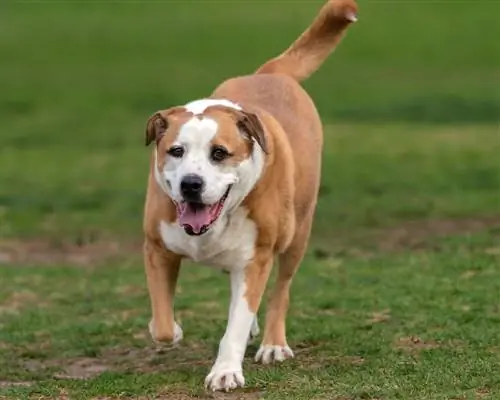 bassetto prepotente che corre