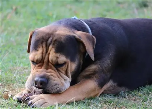 helang tajam shar pei beagle campuran