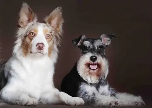 Campuran Schnauzer Miniatur Gembala Australia Confetti