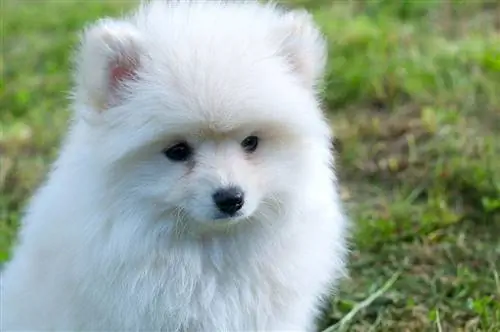 pomsky bianco