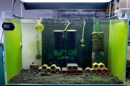 የስፖንጅ ማጣሪያ በ aquarium