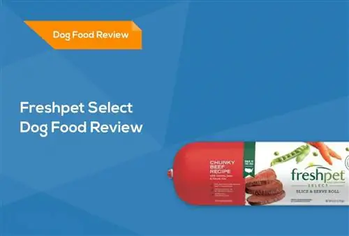 FreshPet Dog Food მიმოხილვა 2023: იხსენებს, დადებითი & უარყოფითი მხარეები