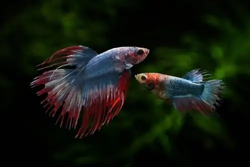 ikan betta jantan dan betina