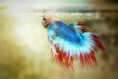 crowntail betta თევზის კვება