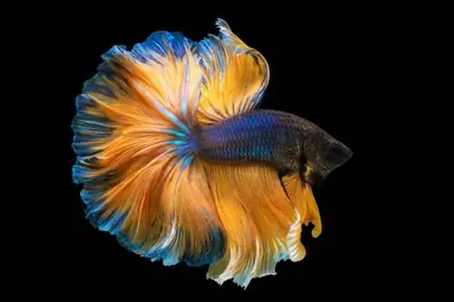 The History of Betta Fish (Oprindelse & Landmark Moments)