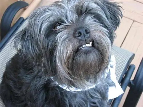 Affenpinscher