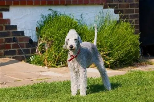 Bedlington Terrier روی چمن ایستاده است