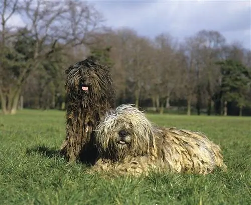 két bergamasco