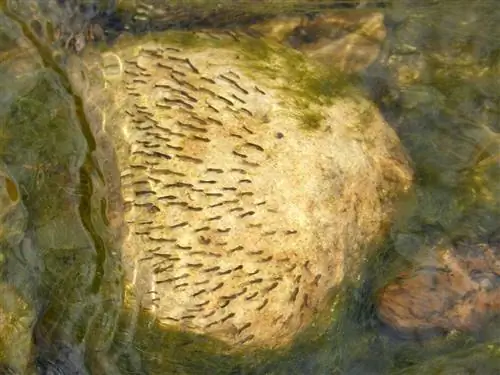 Larvae ng lamok sa isang bato