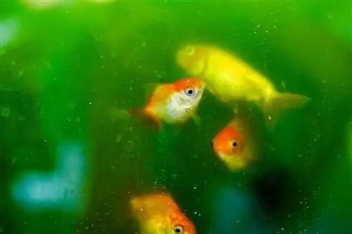 Poisson rouge nageant dans un aquarium qui semble rempli d'algues et d'eau trouble