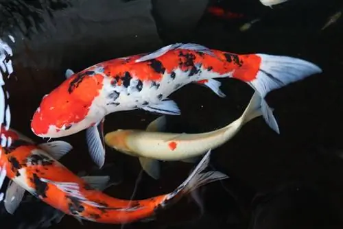 ikan koi