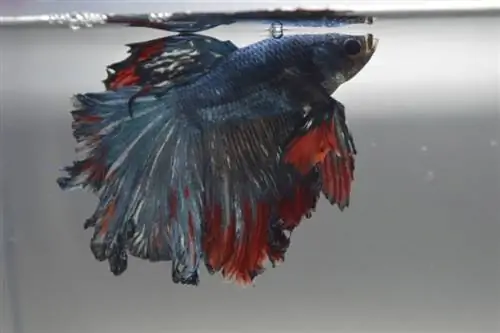 Betta avec pourriture des nageoires de poisson