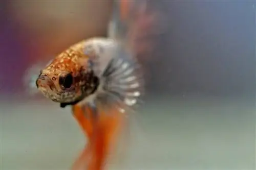 Poisson betta argent et orange