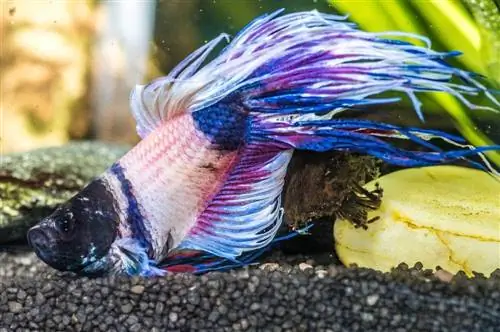 Een close-up shot van zieke betta-vissen in aquariumtank