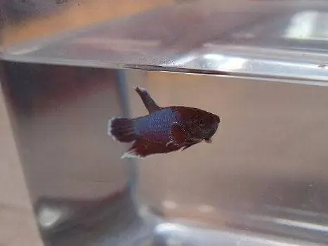 Poisson Betta seul dans un aquarium d'hôpital