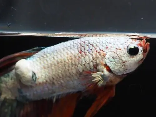 Betta bị bệnh ngoài da