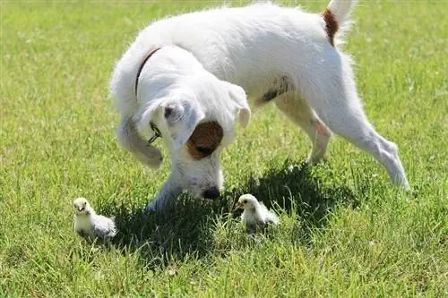 5 måder at træne din hund på til at stoppe med at angribe høns