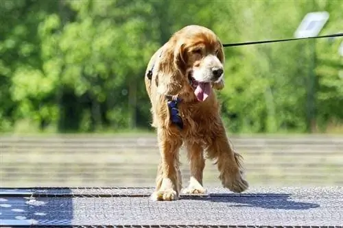 perro tirando de la correa