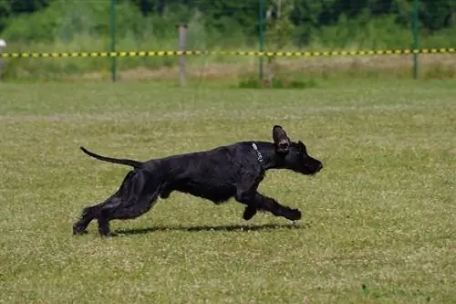 Entrenamiento Schnauzer