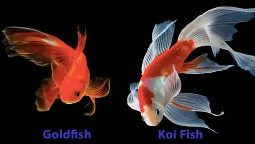 Goldfish & Koi Breeding Together: Αλήθεια ή ιστορία;