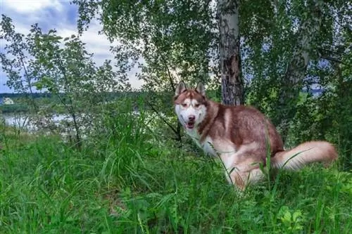 Il cane Husky fa la cacca durante una passeggiata nel parco