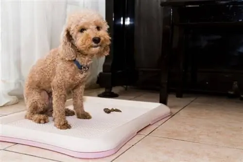 Lindo perro haciendo caca dentro de la casa