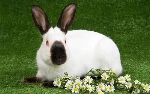 Himalayan Rabbit: Info, Care, Diet, Pictures & Mais