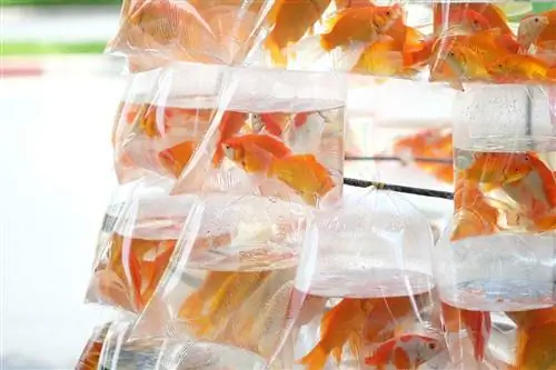 goldfish nyob rau hauv lub hnab yas