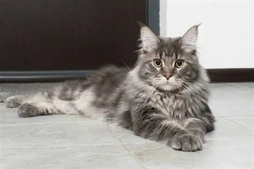 mèo maine coon nằm trên sàn nhà