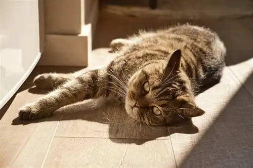 kucing domestik berbaring di lantai di bawah sinar matahari pagi