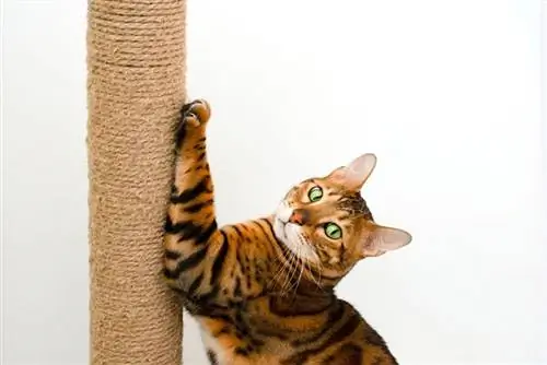 mèo bengal cào bài cào dọc