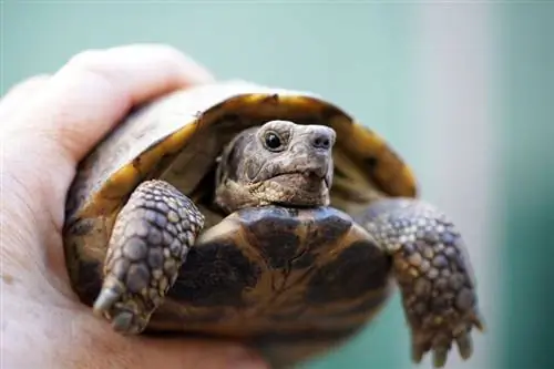 een mannelijke Russische schildpad van dichtbij vasthouden