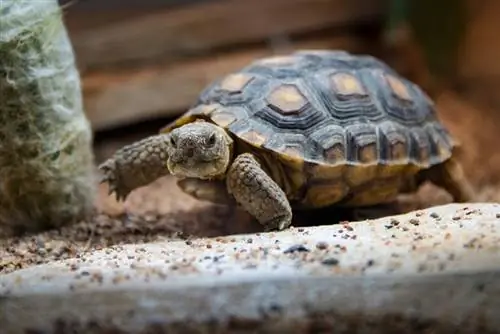 Tortue du désert rampant sur le sol