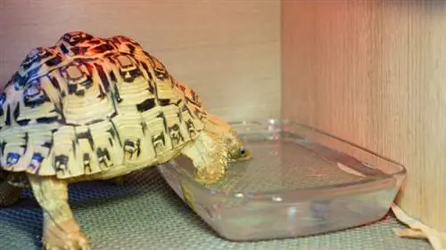 Luipaardschildpad drinkt