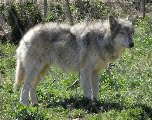 Husky Wolf Mix: info, afbeeldingen, kenmerken & Feiten