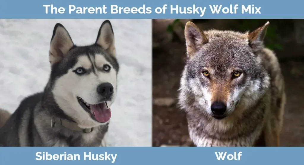 A Husky Wolf Mix szülőfajtái