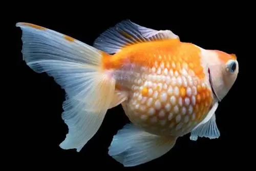 bloated dropsy goldfish