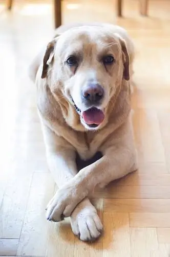 Labrador köpeği