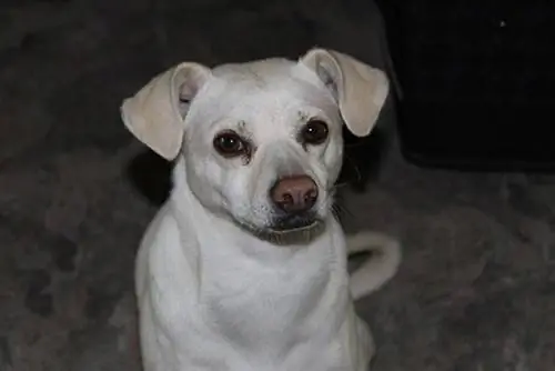 labrahuahua