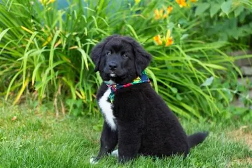 labernese