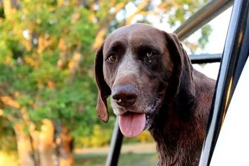 Informationen zur Rasse Deutscher Kurzhaar-Labradorhund